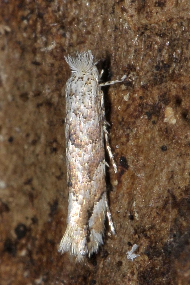 Farfallina sotto corteccia:  Gracillariidae: Phyllonorycter comparella